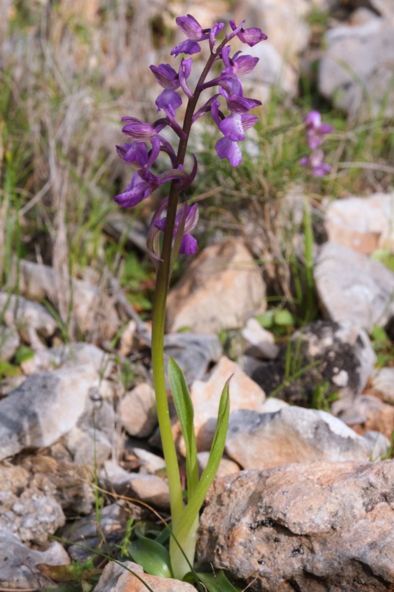 Ultime orchidee per quest''anno - Dalla Grecia con passione